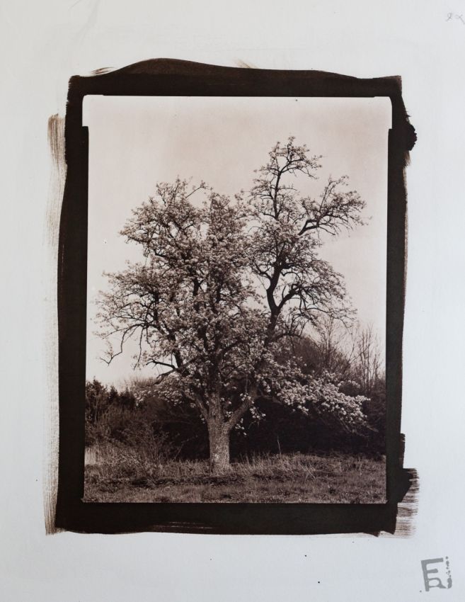 Franck Rondot Photographe   051   alternative  argentique  kallitype  photographie  scann