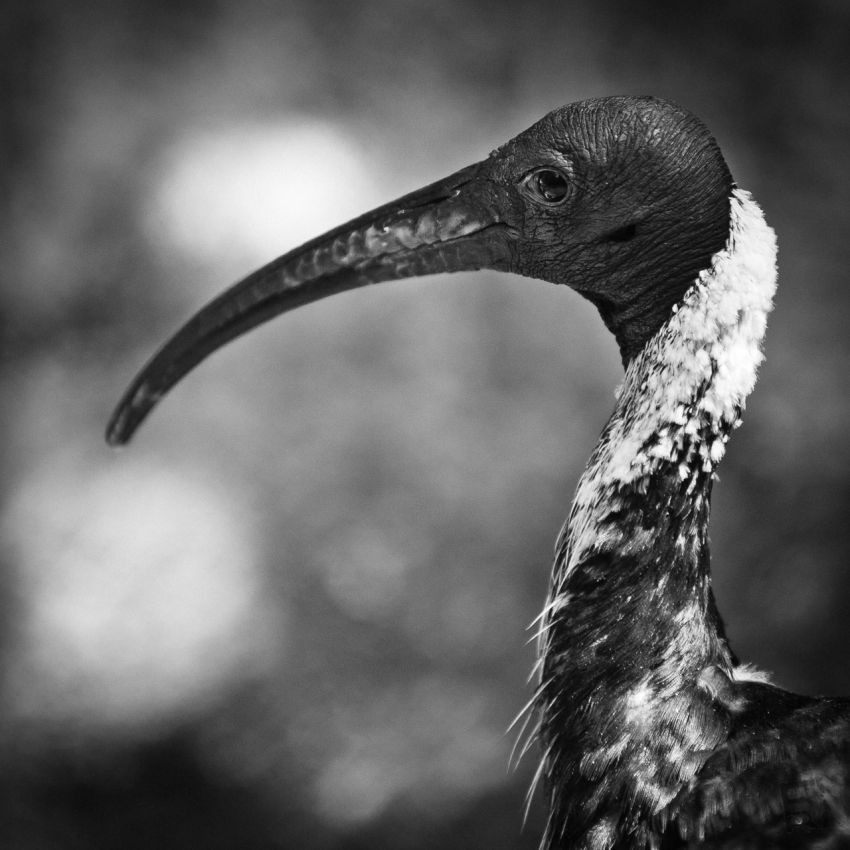 Franck Rondot Photographe   001   bretagne  finistere  zoo Franck Rondot Photographe   001   bretagne  finistere  zoo