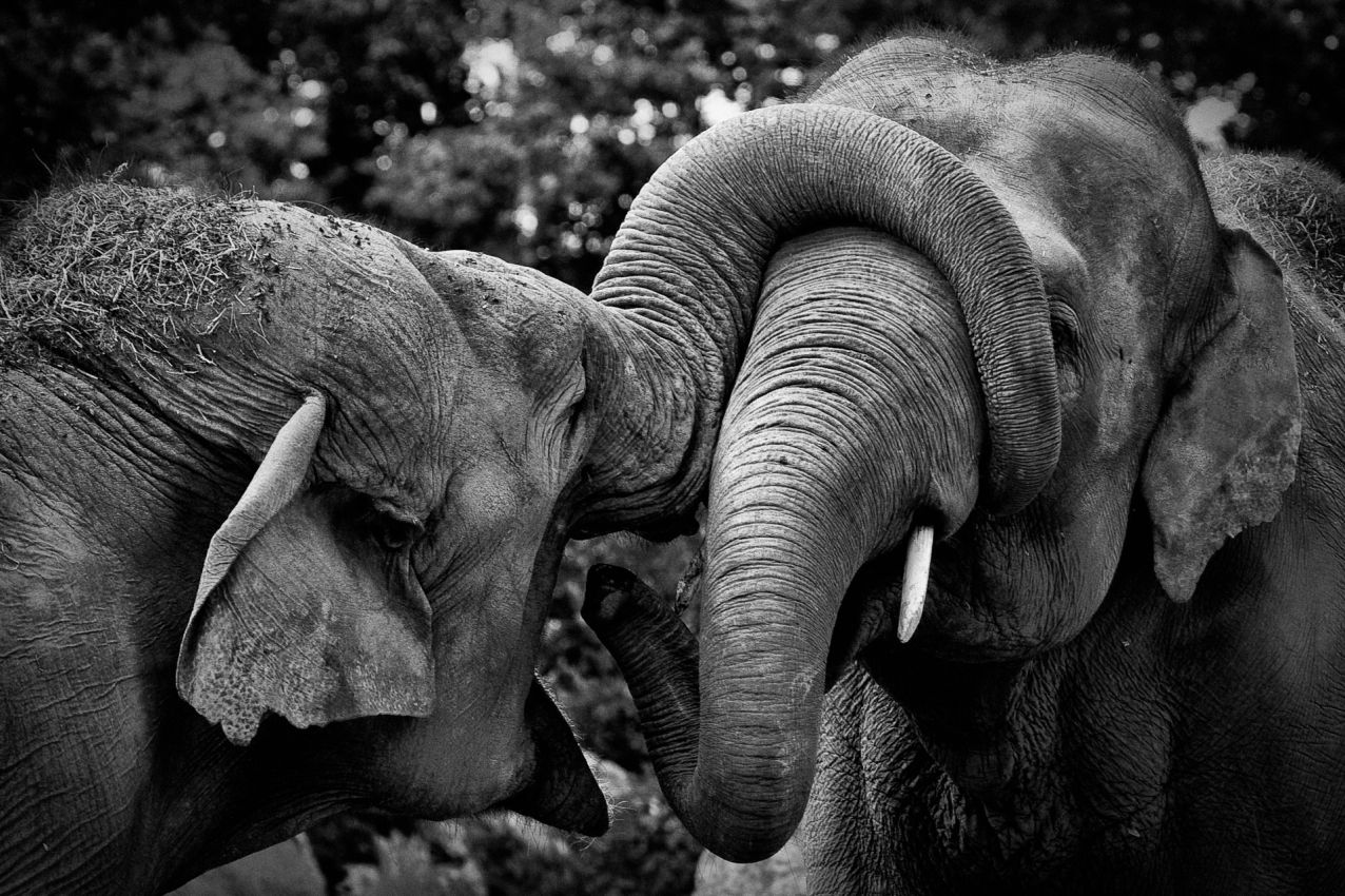 Franck Rondot Photographe   002   bretagne  nb  zoo Franck Rondot Photographe   002   bretagne  nb  zoo