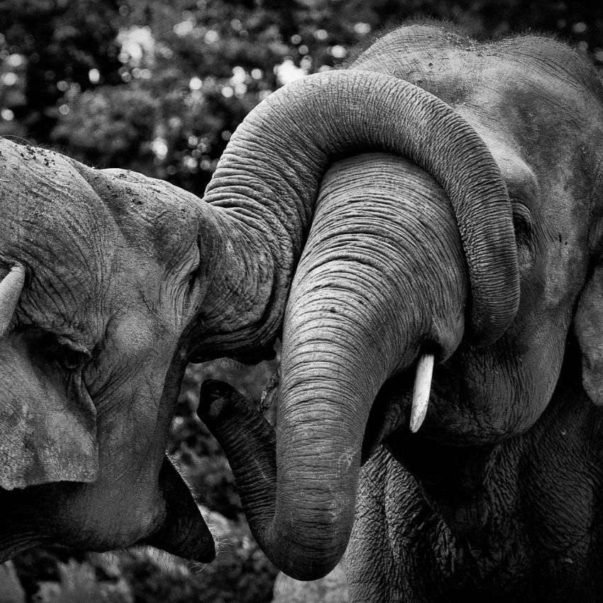 Franck Rondot Photographe   003   bretagne  nb  zoo Franck Rondot Photographe   003   bretagne  nb  zoo
