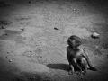 Franck Rondot Photographe   004   bretagne  finistere  zoo