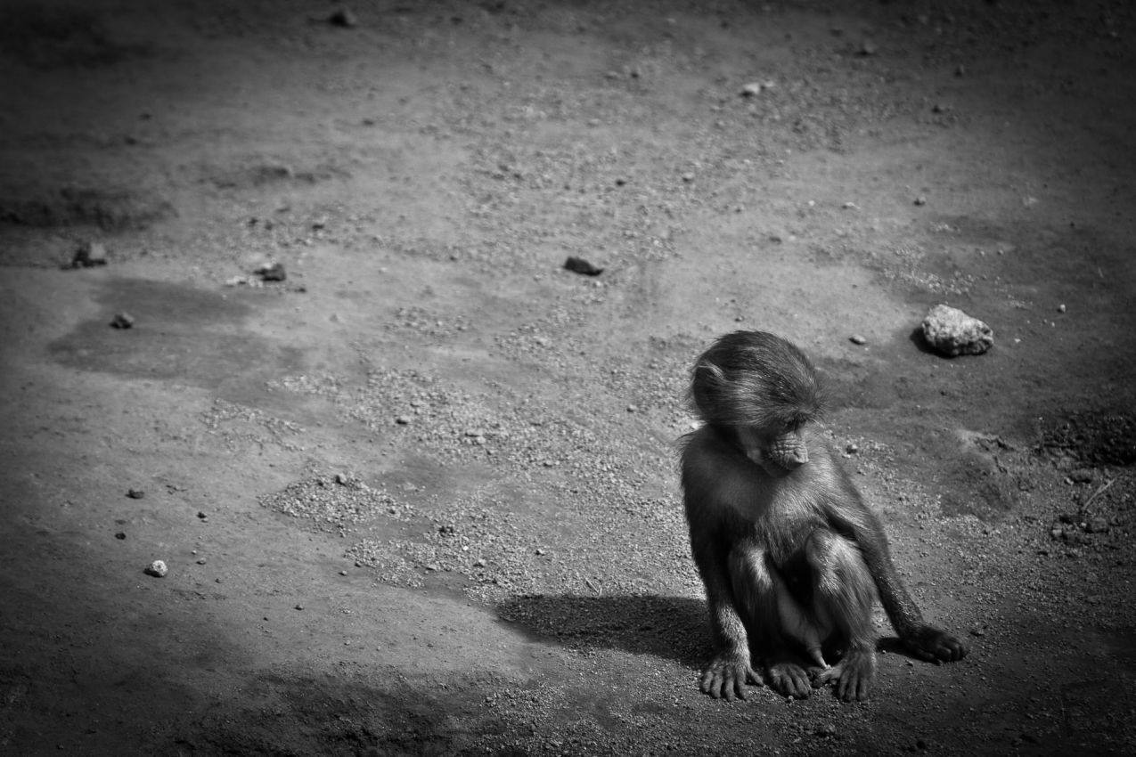 Franck Rondot Photographe   004   bretagne  finistere  zoo Franck Rondot Photographe   004   bretagne  finistere  zoo