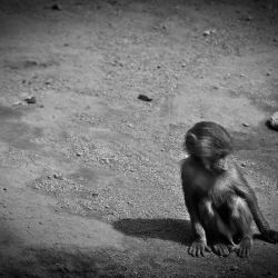 Franck Rondot Photographe   004   bretagne  finistere  zoo