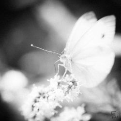Franck Rondot Photographe 005 macro montfermeil Franck Rondot Photographe 005 macro montfermeil
