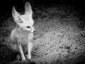 Franck Rondot Photographe   008   2010  oleron  zoo