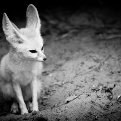 Franck Rondot Photographe   008   2010  oleron  zoo