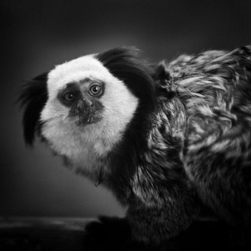 Franck Rondot Photographe 010 2010 oleron zoo Franck Rondot Photographe 010 2010 oleron zoo