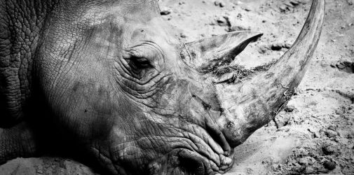 Franck Rondot Photographe   011   2010  oleron  zoo