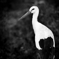 Franck Rondot Photographe   012   2010  oleron  zoo