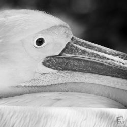 Franck Rondot Photographe   015   2010  oleron  zoo