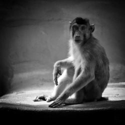Franck Rondot Photographe 017 2010 oleron zoo Franck Rondot Photographe 017 2010 oleron zoo