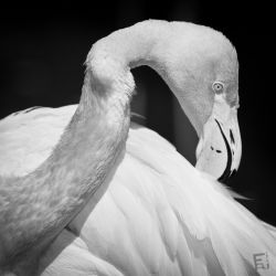 Franck Rondot Photographe   018   2010  oleron  zoo