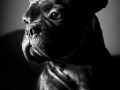 Franck Rondot Photographe   020   bouledogue francais  chien  diablo  portrait