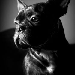 Franck Rondot Photographe   020   bouledogue francais  chien  diablo  portrait