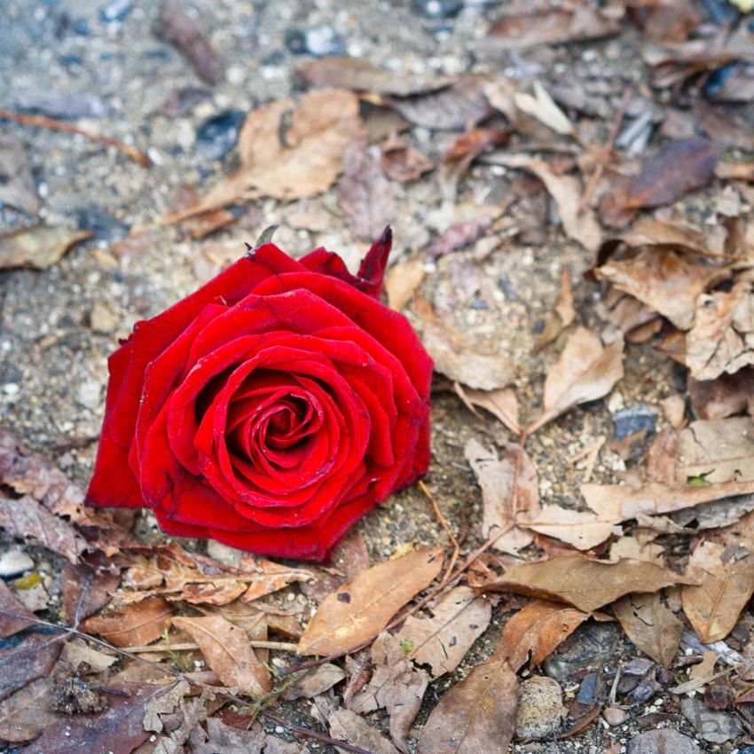 Franck Rondot Photographe   062   cimetiere  nature  paris  pere lachaise Franck Rondot Photographe   062   cimetiere  nature  paris  pere lachaise