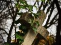 Franck Rondot Photographe   065   cimetiere  paris  pere lachaise