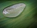 Franck Rondot Photographe   001   eau  feuilles  macro  montfermeil