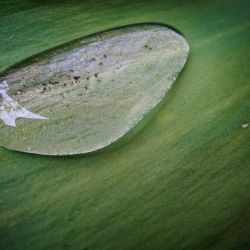 Franck Rondot Photographe   001   eau  feuilles  macro  montfermeil