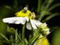 Franck Rondot Photographe   005   fleur  jardin  macro  montfermeil