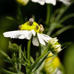 Franck Rondot Photographe 005 fleur jardin macro montfermeil Franck Rondot Photographe 005 fleur jardin macro montfermeil