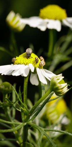 Franck Rondot Photographe   005   fleur  jardin  macro  montfermeil