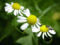 Franck Rondot Photographe   006   fleur  macro  montfermeil