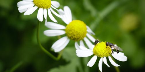 Franck Rondot Photographe   006   fleur  macro  montfermeil