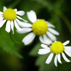 Franck Rondot Photographe 007 fleur macro montfermeil Franck Rondot Photographe 007 fleur macro montfermeil