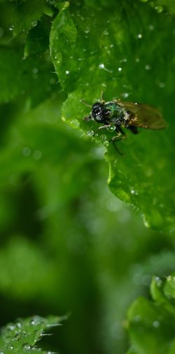 Franck Rondot Photographe   008   macro  montfermeil