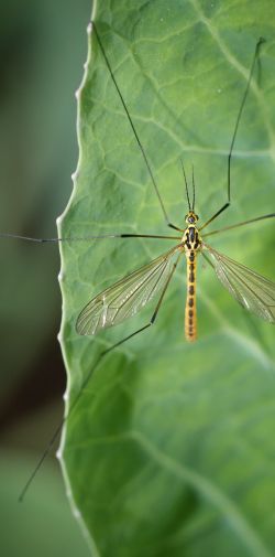 Franck Rondot Photographe   009   macro  montfermeil