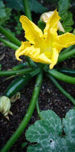 Franck Rondot Photographe   012   jardin  macro  montfermeil