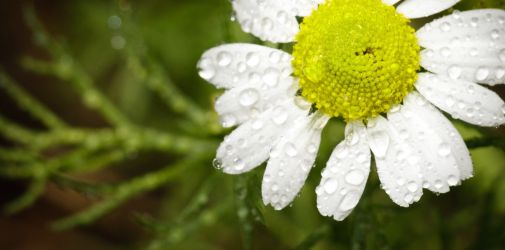 Franck Rondot Photographe   014   fleur  macro  montfermeil