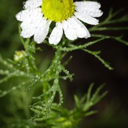 Franck Rondot Photographe   015   fleur  macro  montfermeil