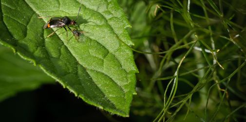 Franck Rondot Photographe   016   macro  montfermeil