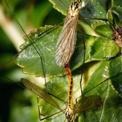 Franck Rondot Photographe   018   macro  montfermeil