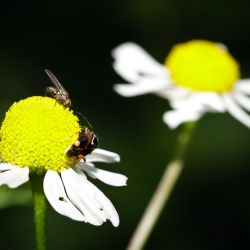 Franck Rondot Photographe   020   macro  montfermeil