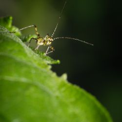 Franck Rondot Photographe   021   macro  montfermeil