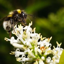 Franck Rondot Photographe   022   macro  montfermeil