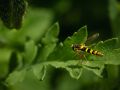 Franck Rondot Photographe   023   fleur  macro  montfermeil