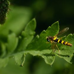 Franck Rondot Photographe   023   fleur  macro  montfermeil