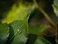 Franck Rondot Photographe   024   macro  montfermeil