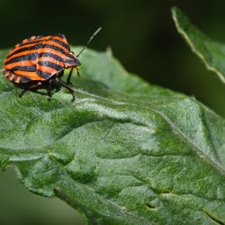 Franck Rondot Photographe   026   macro  montfermeil