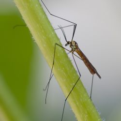 Franck Rondot Photographe   029   macro  montfermeil