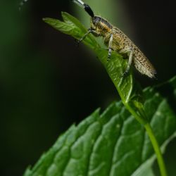 Franck Rondot Photographe   030   macro  montfermeil