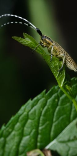 Franck Rondot Photographe 030 macro montfermeil Franck Rondot Photographe 030 macro montfermeil
