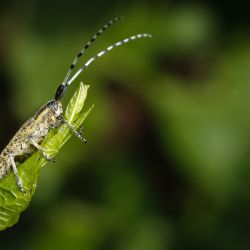 Franck Rondot Photographe   031   macro  montfermeil