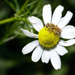 Franck Rondot Photographe   032   macro  montfermeil