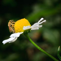 Franck Rondot Photographe   033   macro  montfermeil