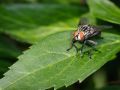 Franck Rondot Photographe   037   macro  montfermeil  o flash  test