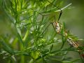 Franck Rondot Photographe   038   macro  montfermeil